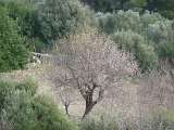 sizilien-mallorca 239
